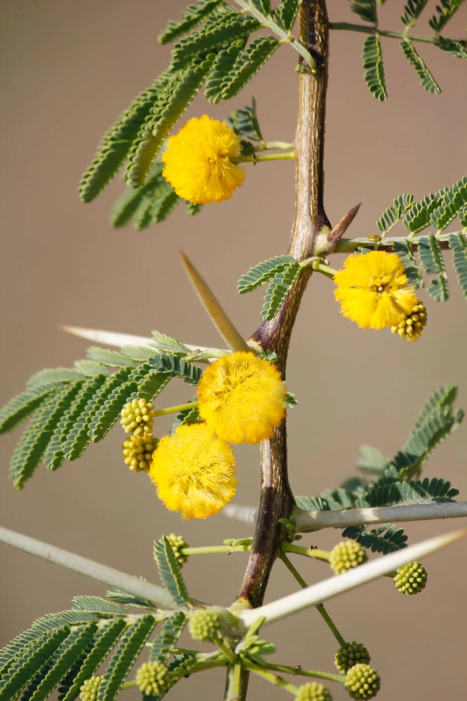 Babool Flowers (Acacia nilotica) used in DADOL Skin Ointment